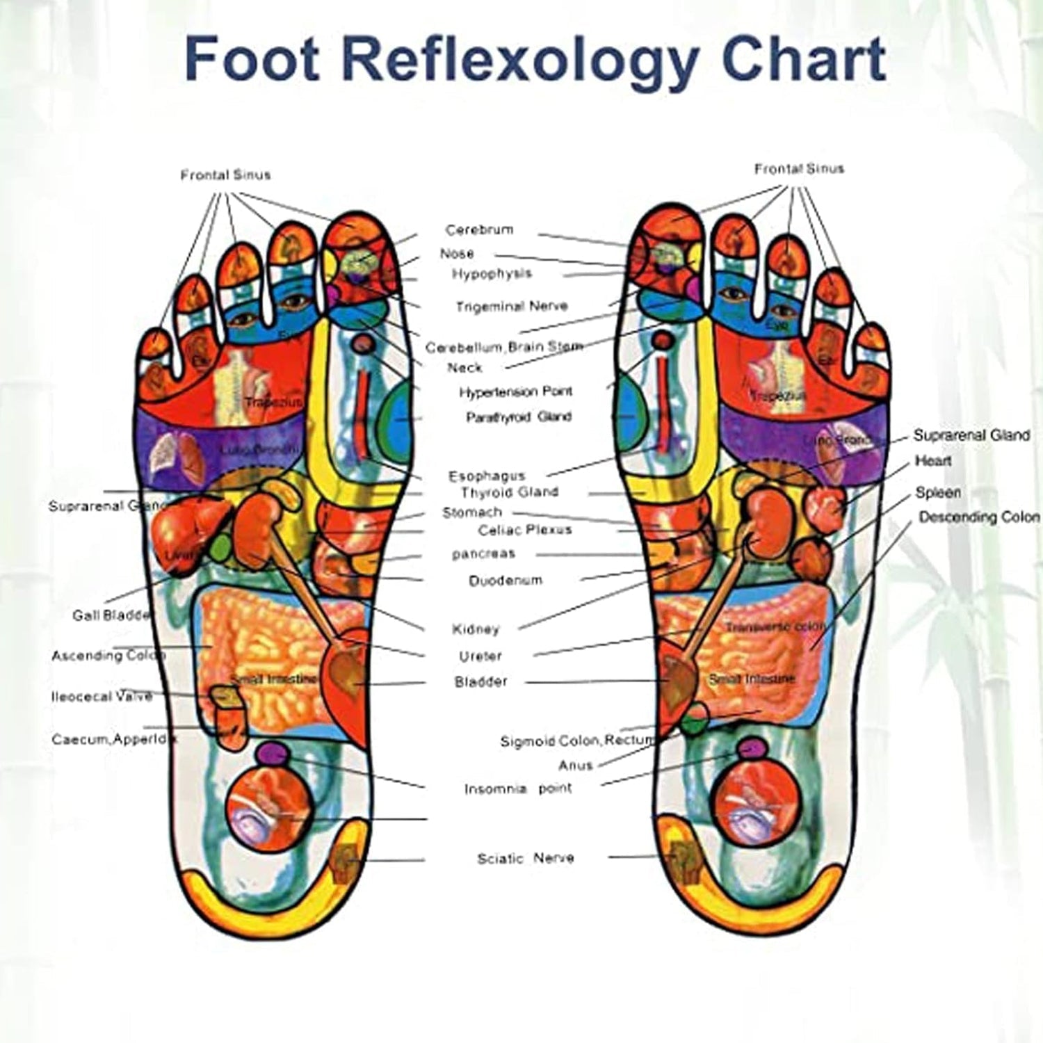 A detailed foot reflexology chart illustrating different pressure points on the soles of feet.